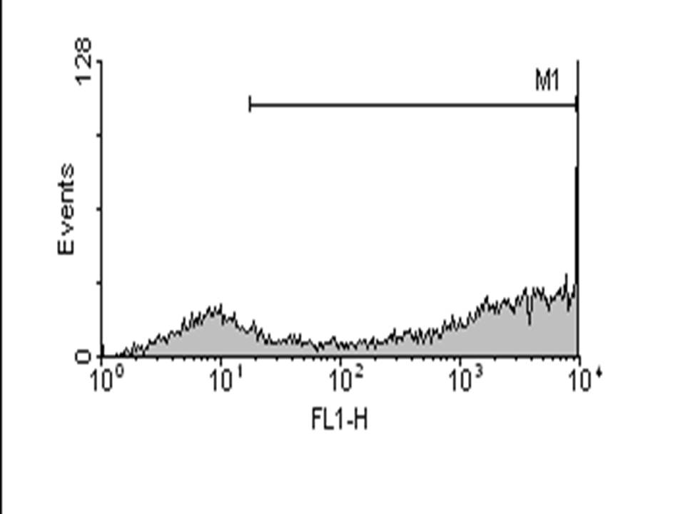 Primary - Human Mesenchymal Stem cells - Graph